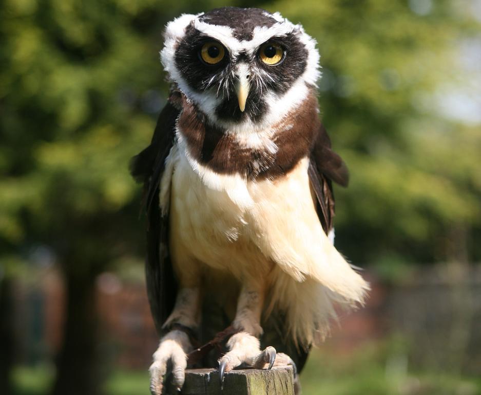 Exmoor Owl & Hawk Centre Bed & Breakfast Bossington Dış mekan fotoğraf